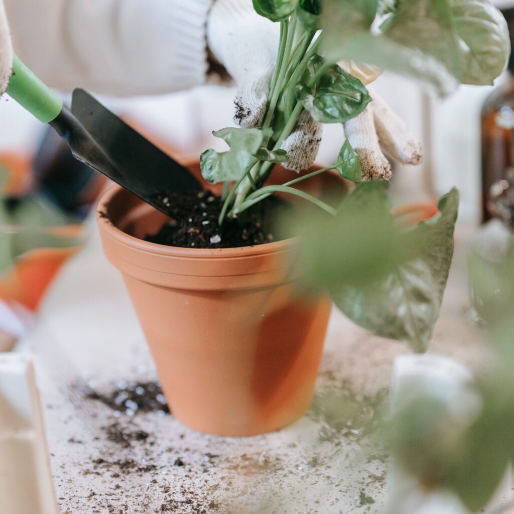 Close-up of a person planting a houseplant in a clay pot using a trowel. Indoor home gardening.